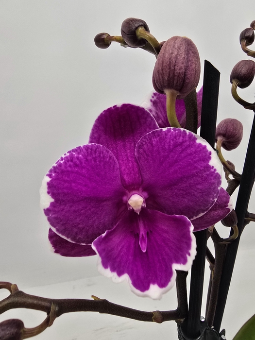 <h4>Limited 25 week 17</h4>