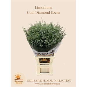 Limonium cool diamond