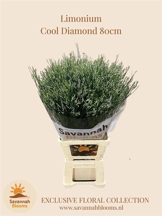 <h4>Limonium cool diamond</h4>