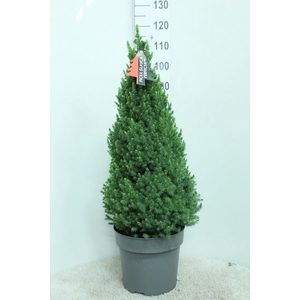Picea glauca 'Perfecta'