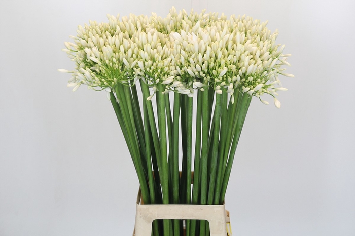 <h4>Agapanthus Praecox Meoni</h4>