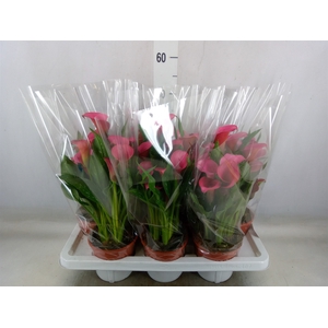 Zantedeschia  'Zazu'