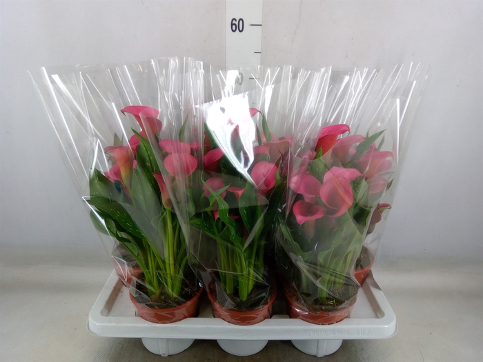 <h4>Zantedeschia  'Zazu'</h4>