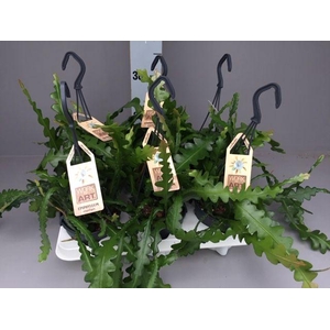 Epi. Anguliger Hang 12 cm