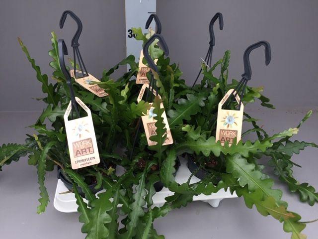 <h4>Epi. Anguliger Hang 12 cm</h4>