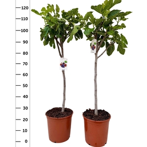 FICUS CARICA