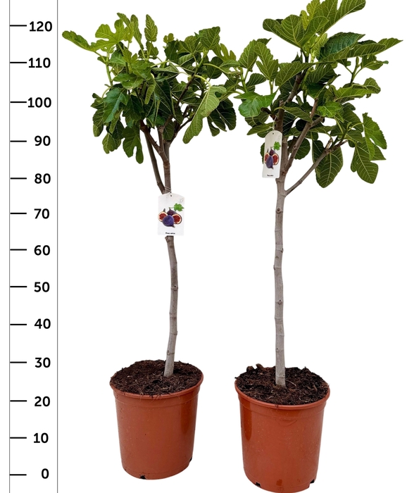 <h4>FICUS CARICA</h4>