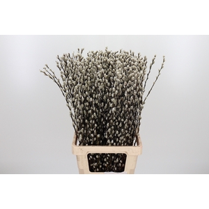 Salix Ca Snow Flake