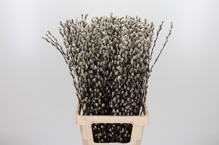 Salix Ca Snow Flake