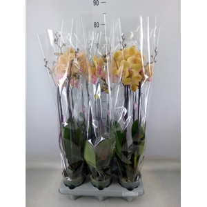 Phalaenopsis   ...
