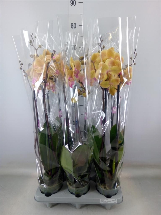 <h4>Phalaenopsis   ...</h4>