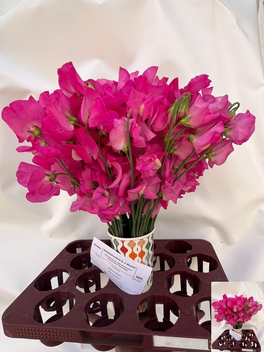 <h4>LATHYR WI SUNS ROSE</h4>