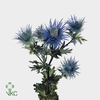 Eryngium Alpinum 60cm