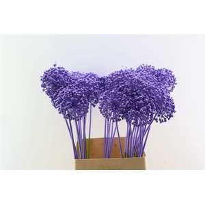 Allium Kbh Milka P St