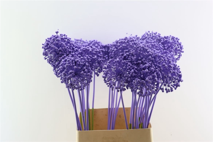 <h4>Allium Kbh Milka P St</h4>