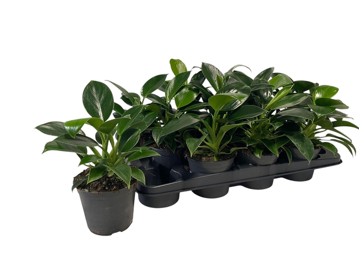 <h4>PHIL GREEN PRINCESS</h4>