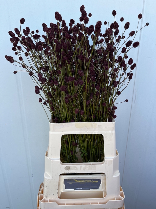 <h4>Sanguisorba Officinalis Winsen</h4>