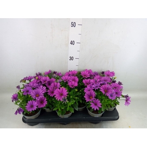 Osteospermum  'Senorita Tanja'