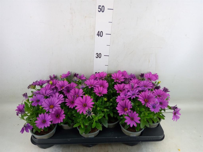 <h4>Osteospermum  'Senorita Tanja'</h4>