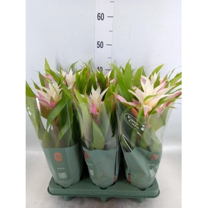Guzmania  'Deseo Magical White'