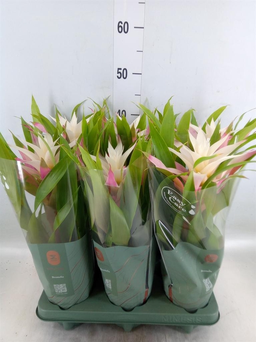 <h4>Guzmania  'Deseo Magical White'</h4>