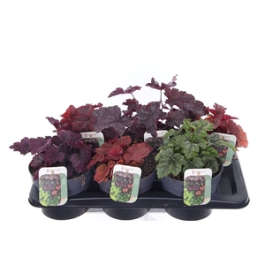 Heuchera Carnival