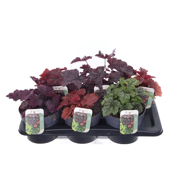 <h4>Heuchera Carnival</h4>