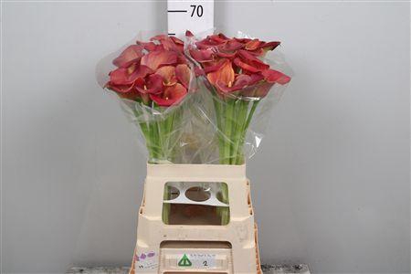 <h4>Zant Ov D Brown</h4>