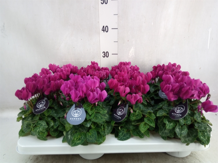 <h4>Cyclamen KL   ...patio</h4>