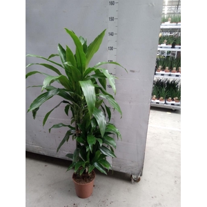 Dracaena frag. 'Janet Craig'