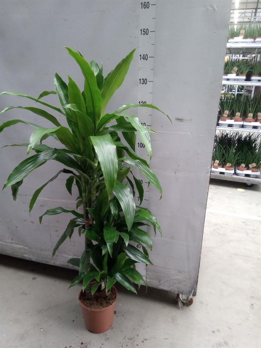 <h4>Dracaena frag. 'Janet Craig'</h4>