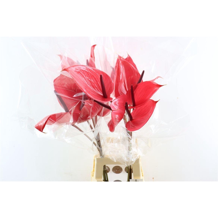 <h4>Anth A Cerato</h4>