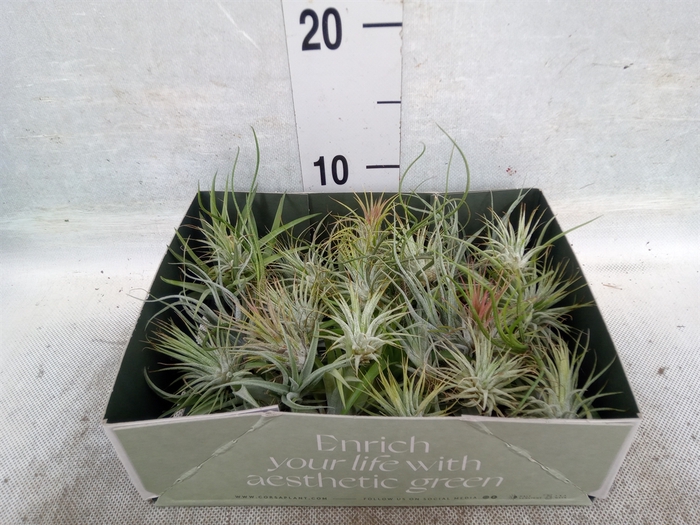 Tillandsia