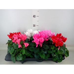 Cyclamen MD 'Macro'