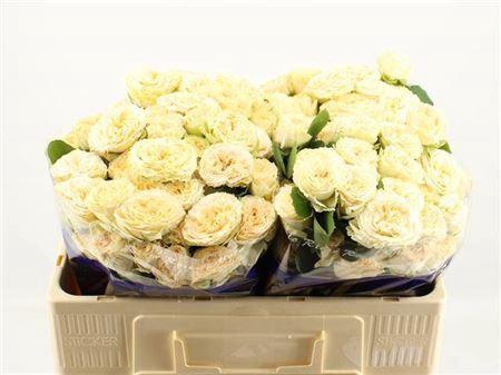 <h4>R Tr Summerrose</h4>