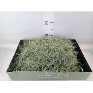 Tillandsia usneoides