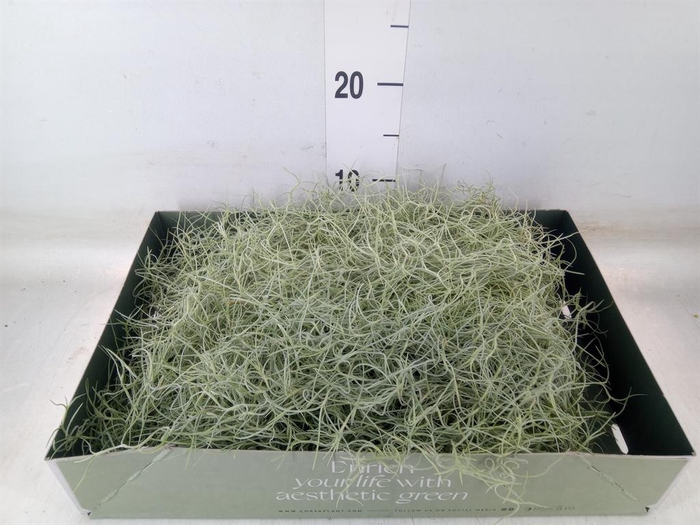 <h4>Tillandsia usneoides</h4>