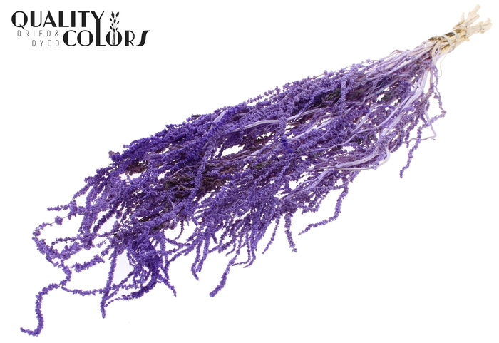 <h4>Hang Amaranthus ±70cm Preserved per bunch Bleached Milka</h4>