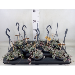 Ceropegia woodii 'Variegata'