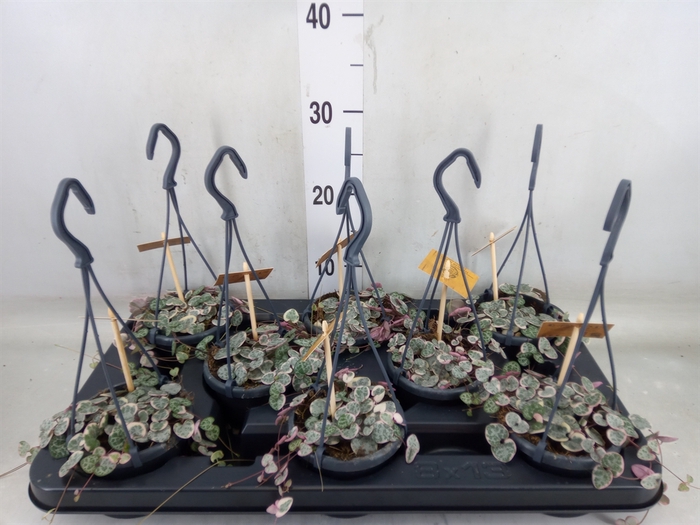 <h4>Ceropegia woodii 'Variegata'</h4>