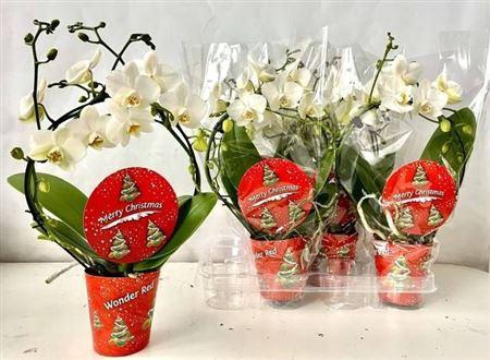 arr8 Phal Ov Wit Mirror