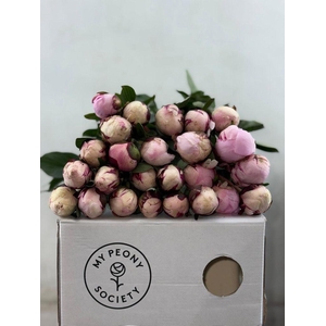 Paeonia reine hortense