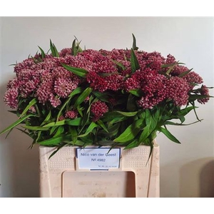 Ascl Inc Dark Pink