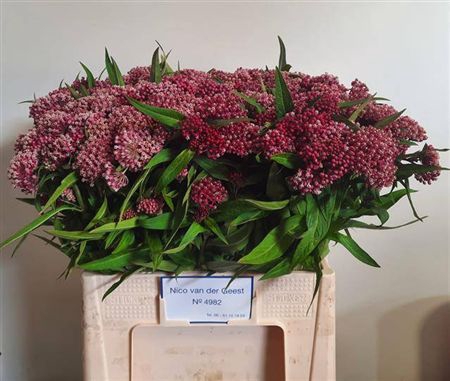 <h4>Ascl Inc Dark Pink</h4>