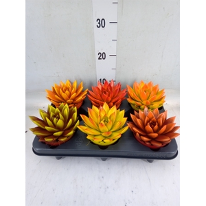 Echeveria  'Miranda'