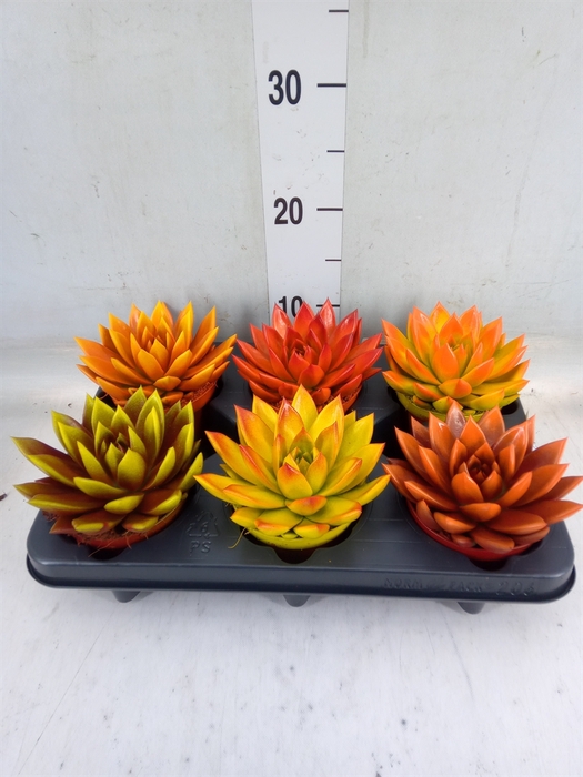 <h4>Echeveria  'Miranda'</h4>