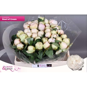 Paeonia Bowl Of Cream | Xxl