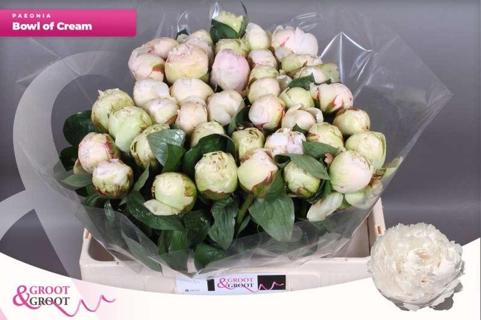 <h4>Paeonia Bowl Of Cream | Xxl</h4>
