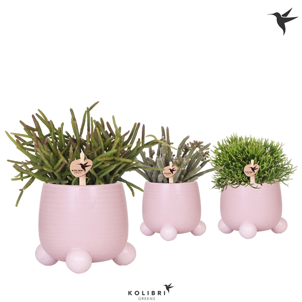 <h4>Kolibri Greens Rhipsalis mix in Rolling pot pink</h4>