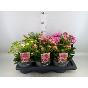 Lewisia  'Mountain Dreams'   ...mix